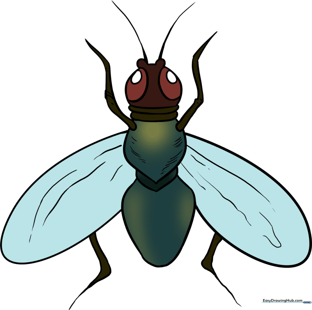 How to Draw a Fly