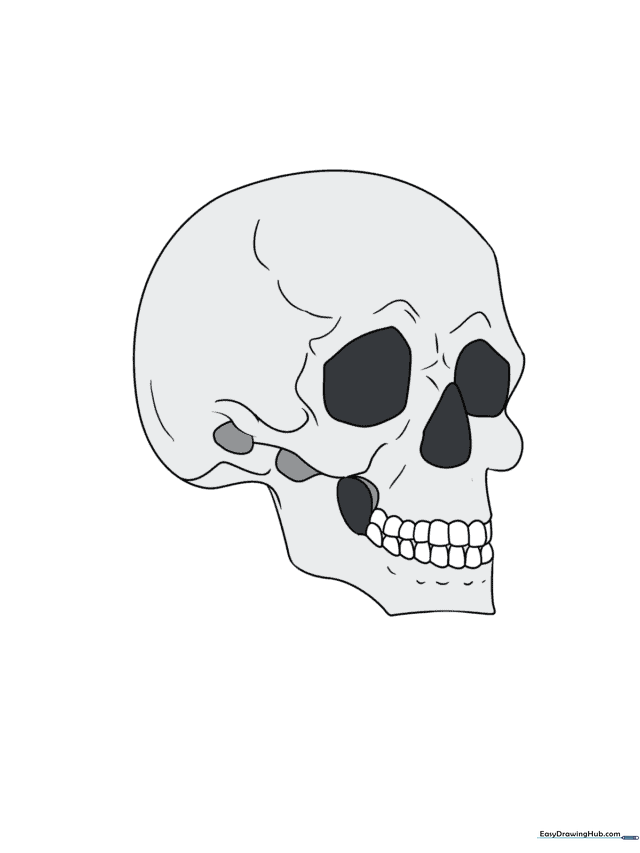 How to Draw a Skull (3/4 View)