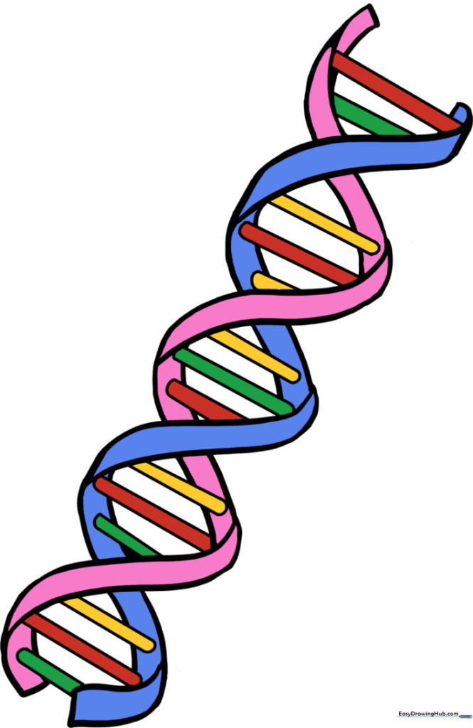 How to Draw a DNA Helix
