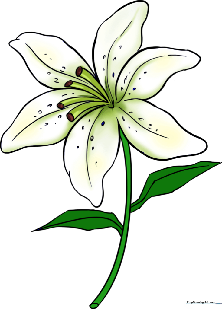 Elegant Lily
