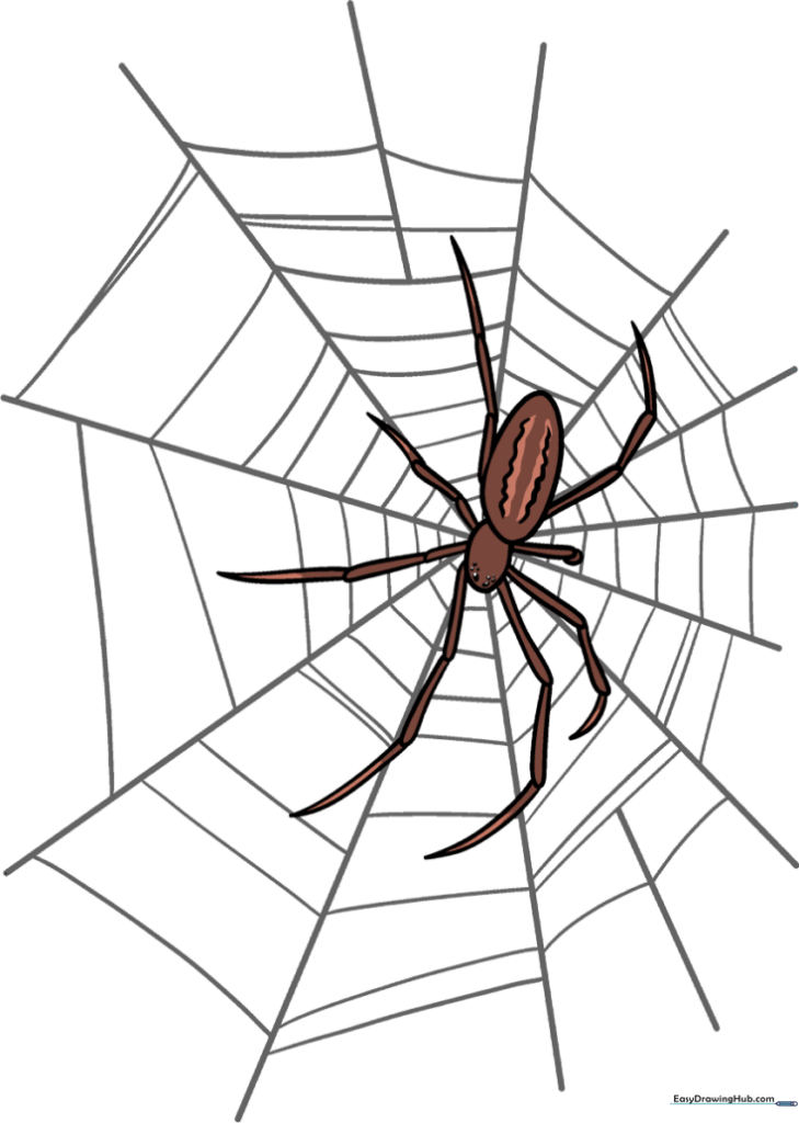 Spider on a Web
