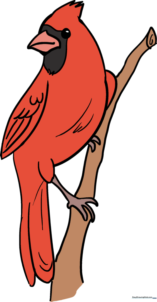 How to Draw a Cardinal