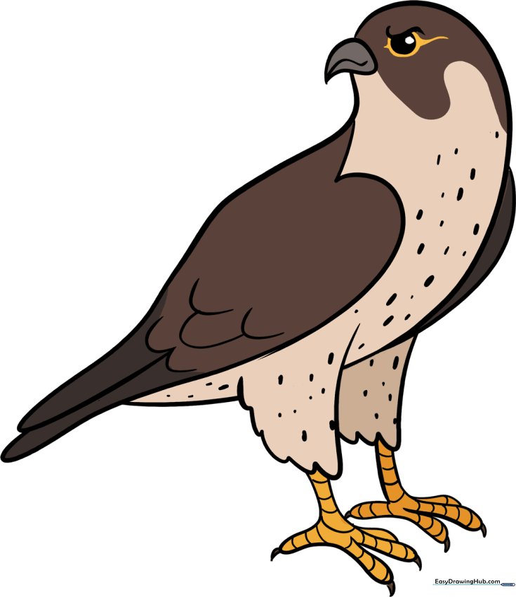 How to Draw a Falcon