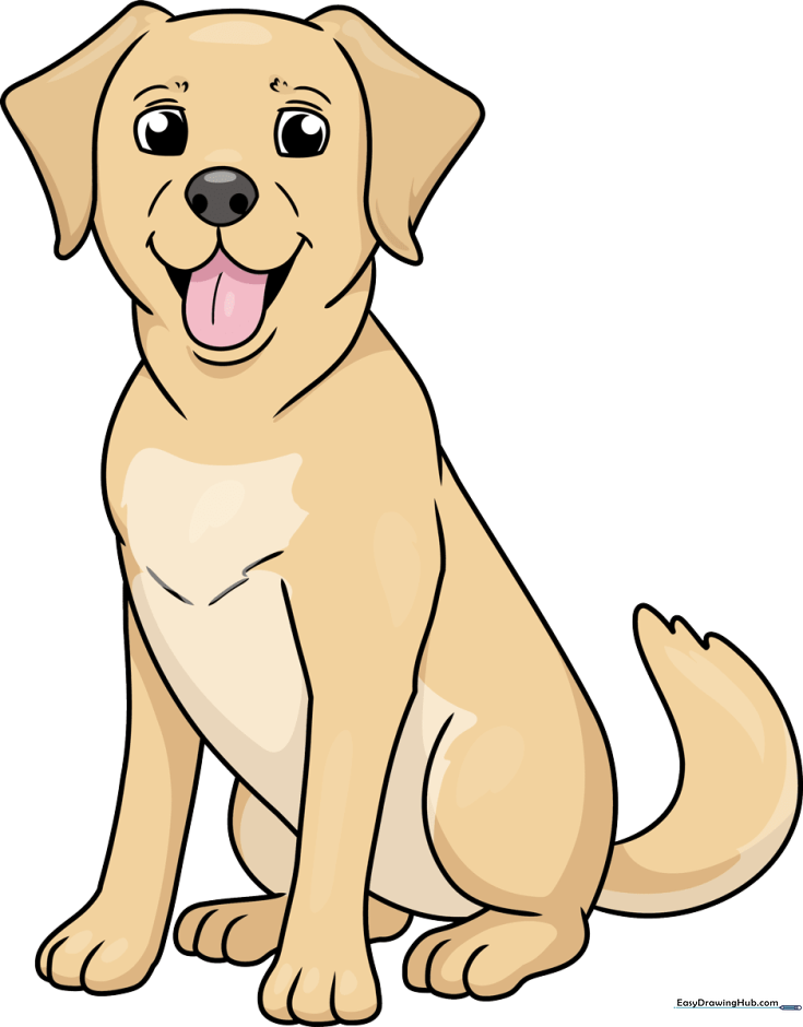 How to Draw a Labrador