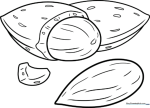 A clean, black-and-white line art illustration of a single almond with a textured shell, designed for children to color.