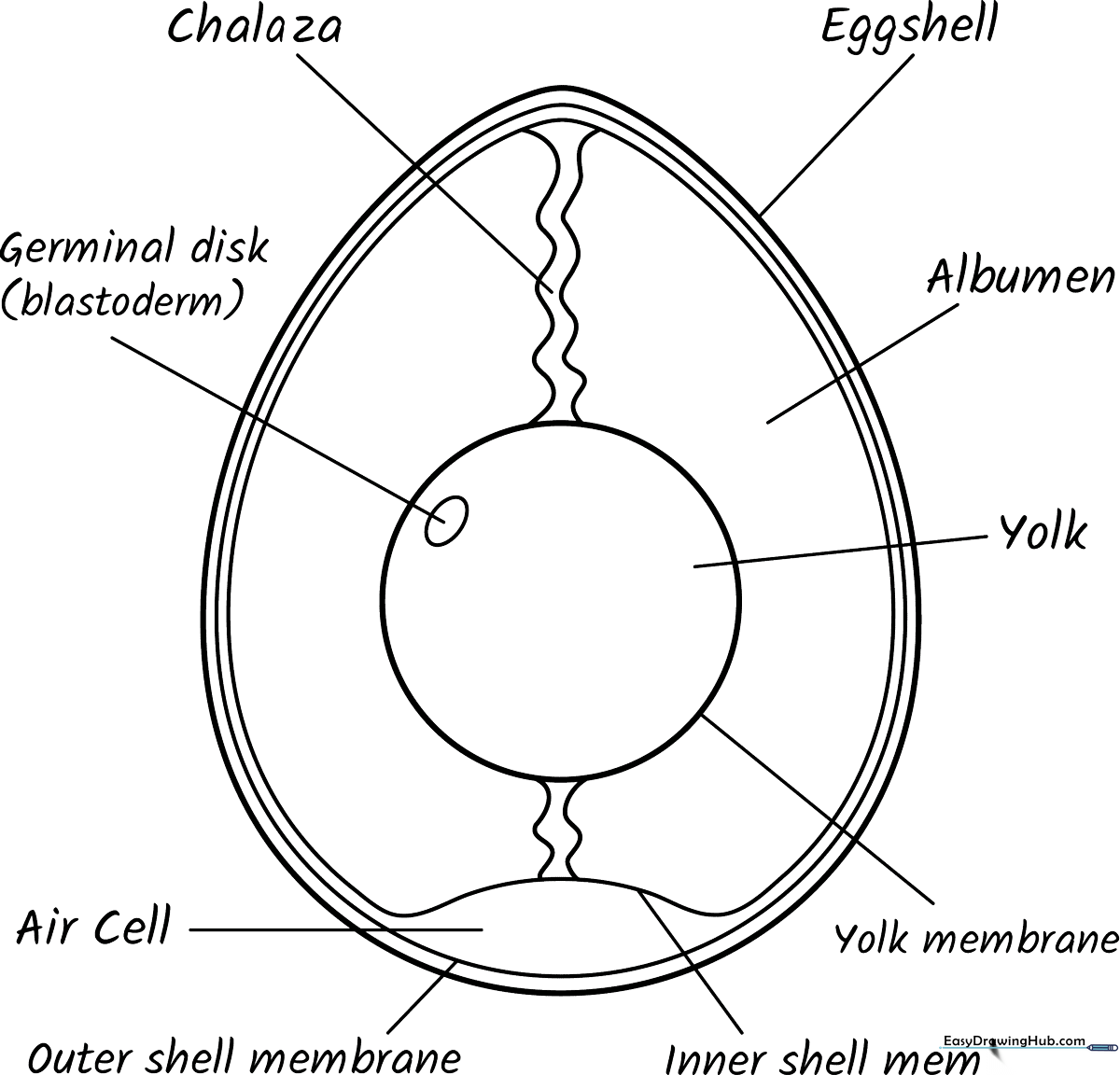 Educational diagram of an egg showing the shell, yolk, and albumen clearly labeled for students to color and study.