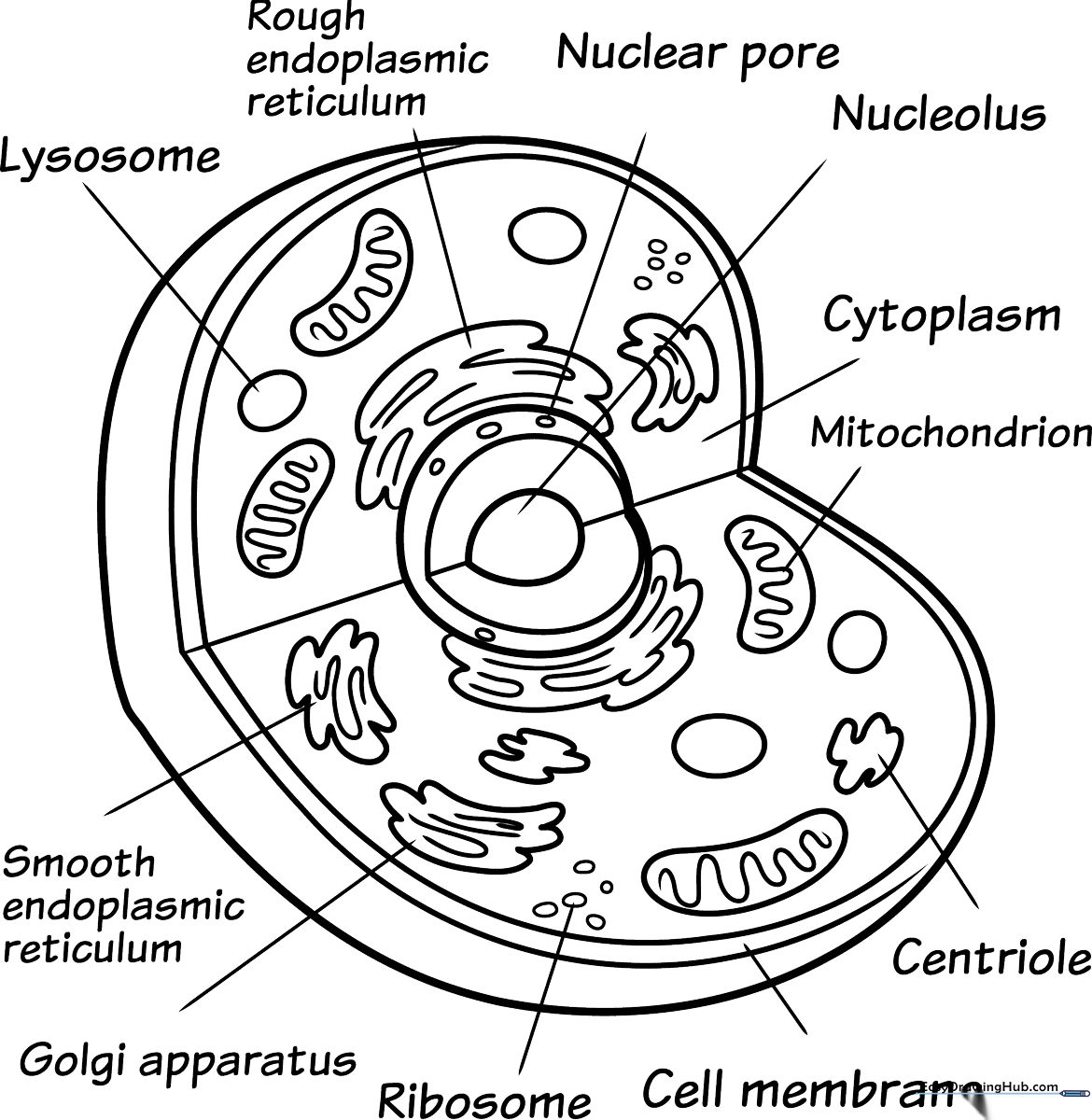 Educational animal cell diagram with labeled organelles ready for coloring, featuring a clear nucleus, mitochondria, and cell membrane outlines.