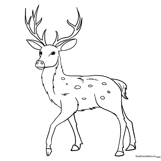 Deer Coloring Sheet