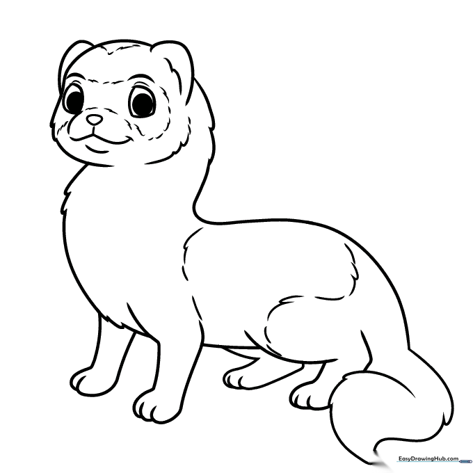 Ferret Coloring Sheet
