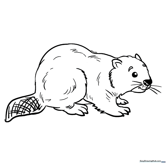 Beaver Coloring Sheet