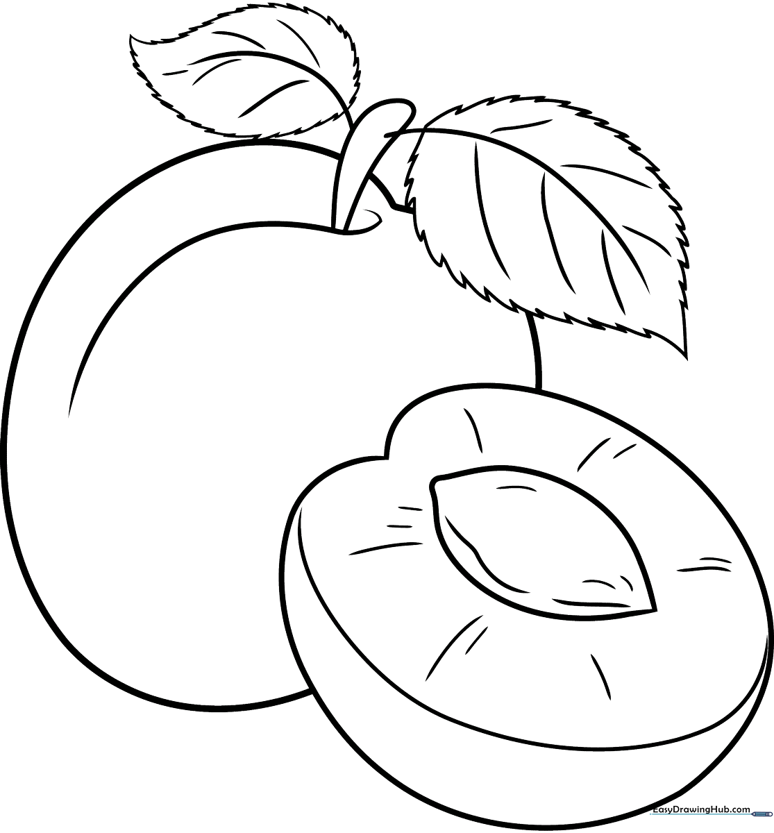 A clean, black-and-white line drawing of a round apricot with a small leaf, designed for children to color with markers or crayons.