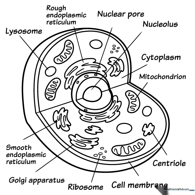 Animal Cell Coloring Sheet