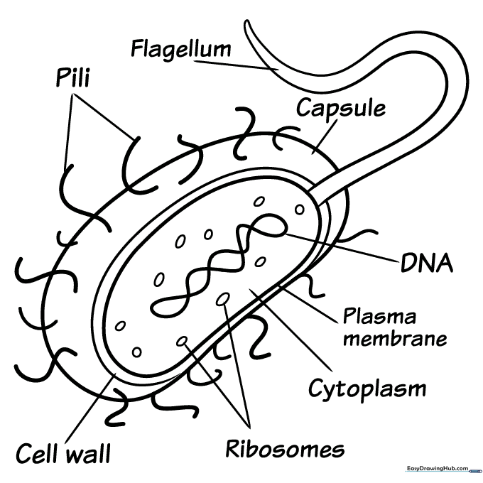 Prokaryotic Bacteria