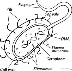 A friendly cartoon bacteria character with flagella and cilia, featuring bold outlines for easy coloring by children.