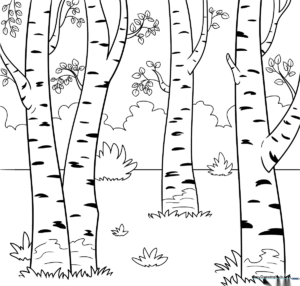 Black and white line art of three birch trees with characteristic horizontal bark markings, ready for coloring.
