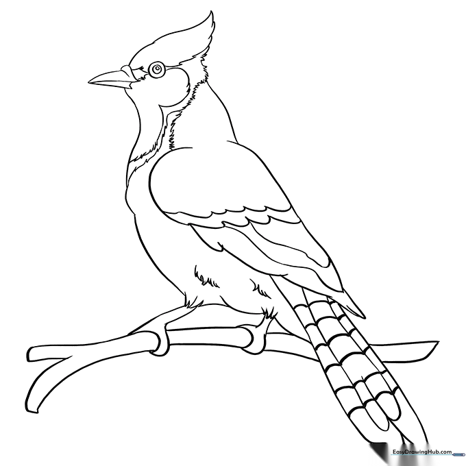 Striking Blue Jay