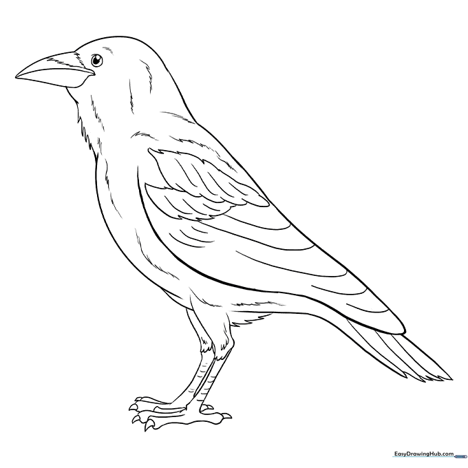Mysterious Raven