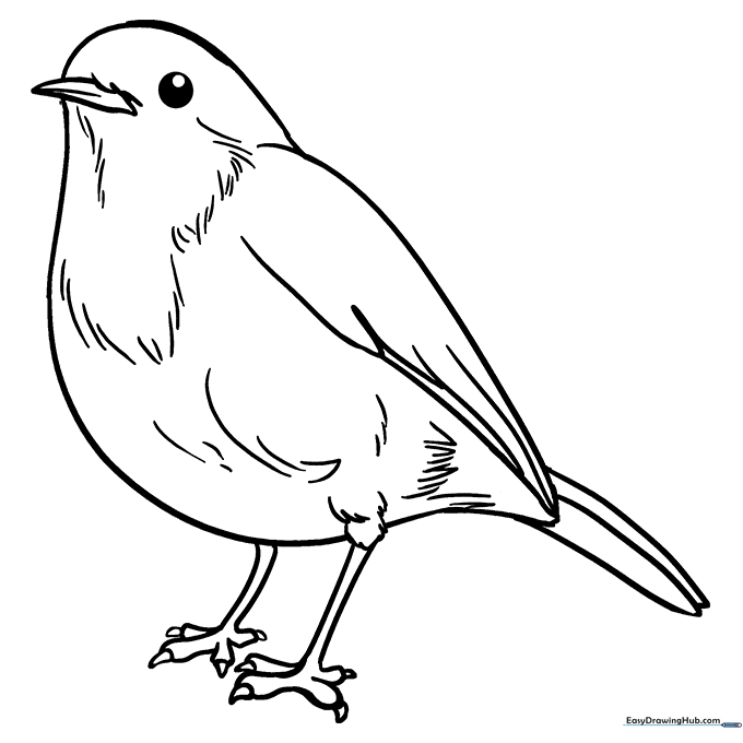Friendly Robin