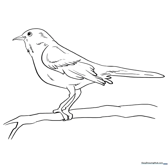Songbird Mockingbird