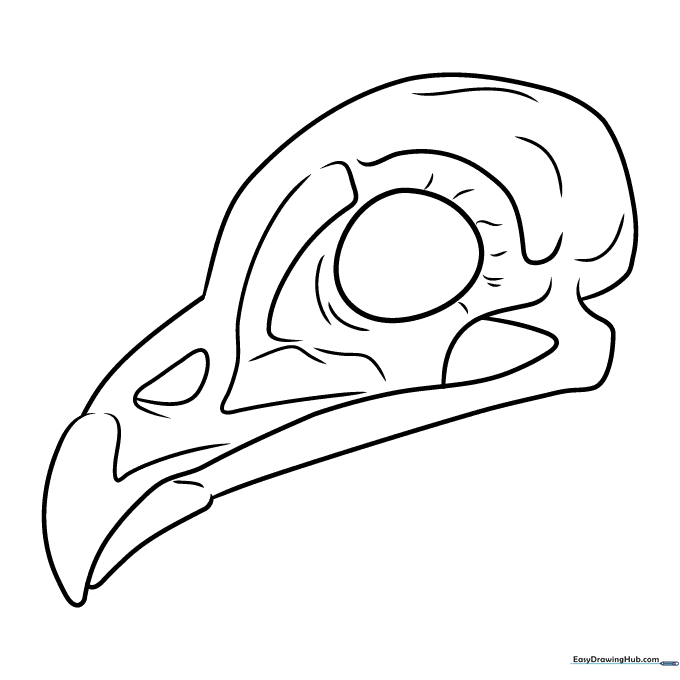 Bird Skull