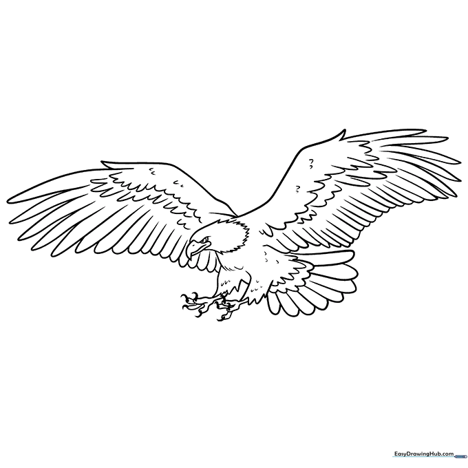 Bald Eagle in Flight