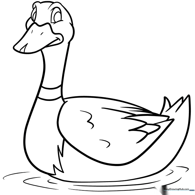 Mallard Duck