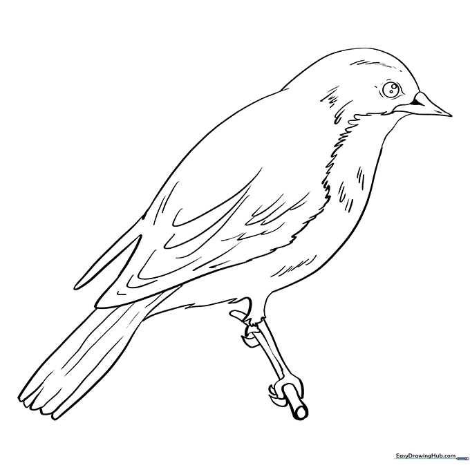 Eastern Bluebird