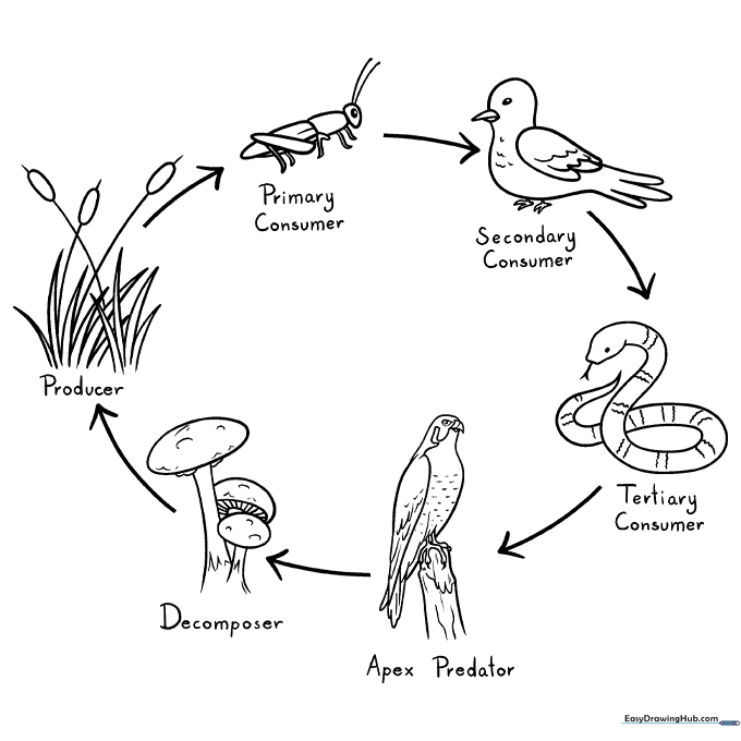 Food Chain Coloring Sheet