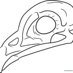 Clean, black-and-white line art of a bird skull featuring distinct eye sockets and a curved beak, designed for educational coloring activities.