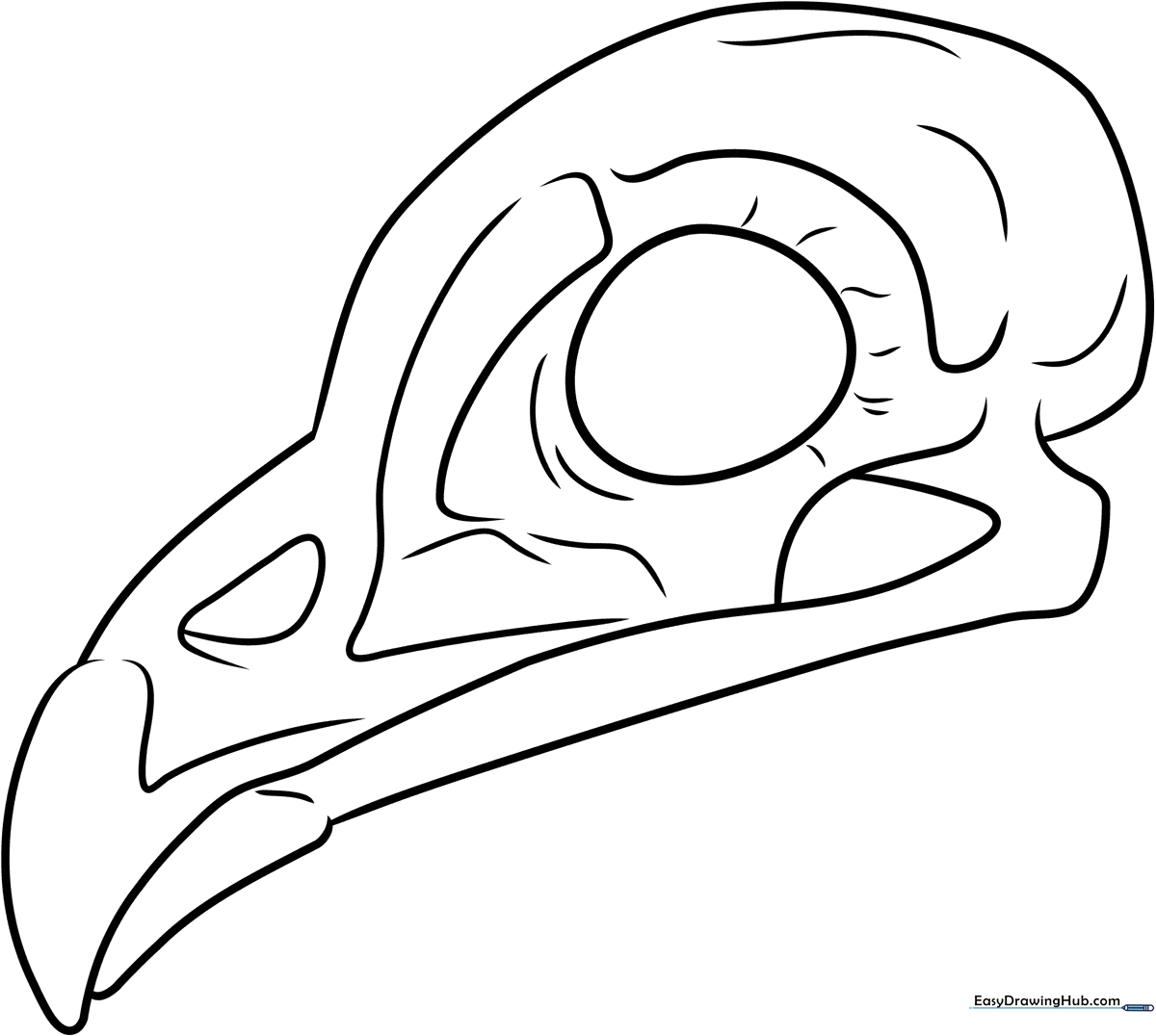 Clean, black-and-white line art of a bird skull featuring distinct eye sockets and a curved beak, designed for educational coloring activities.