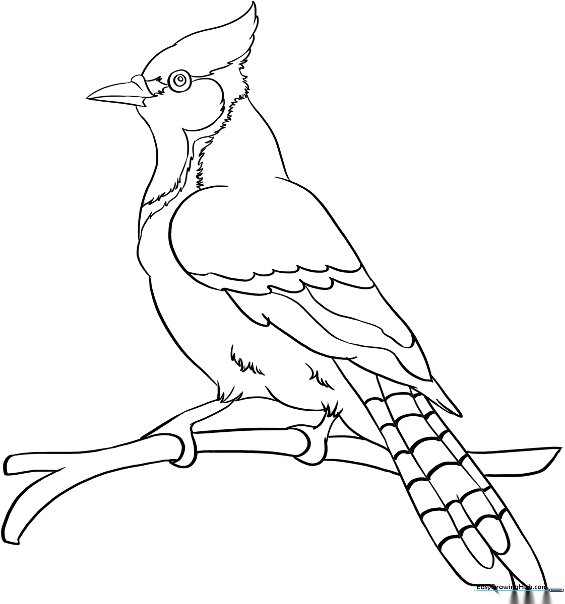 A clean, black-and-white line art illustration of a Blue Jay perched on a branch, featuring clear outlines for easy coloring by children.
