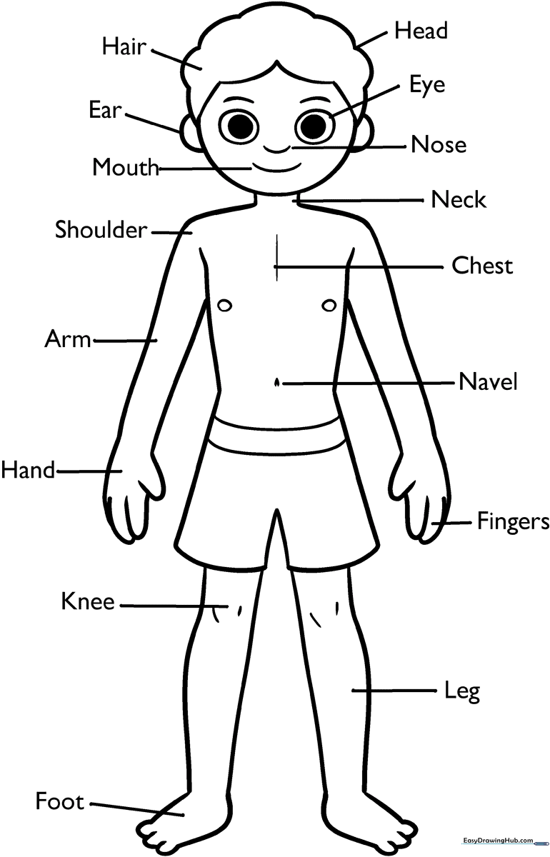 Educational body parts diagram for children featuring clear outlines of the head, torso, arms, and legs for coloring and anatomy study.