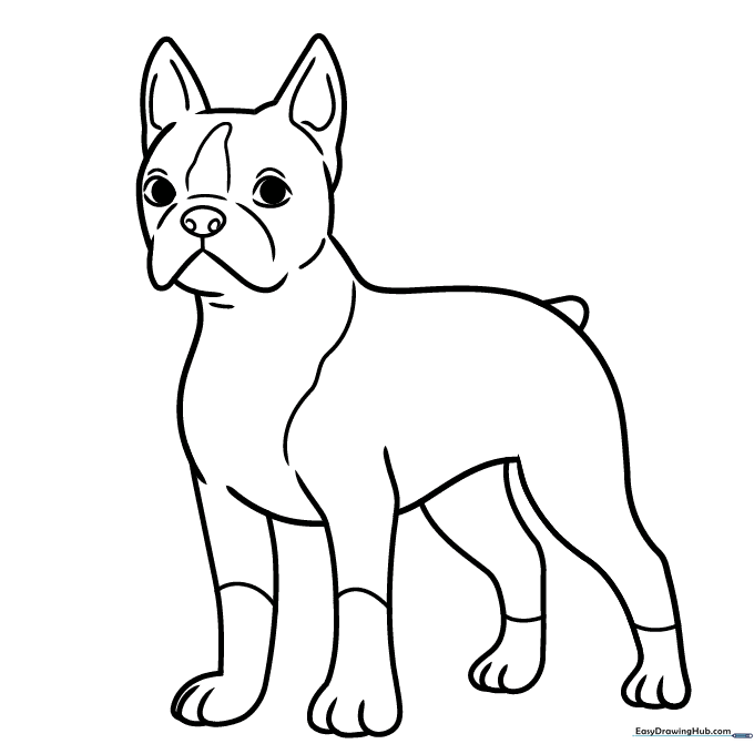 A friendly cartoon Boston Terrier with large expressive eyes and distinct tuxedo markings, outlined in bold black lines for easy coloring.