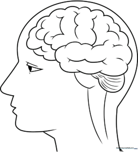 A clear, black-and-white line drawing of a human brain showing the two hemispheres, designed for educational coloring and anatomy study.