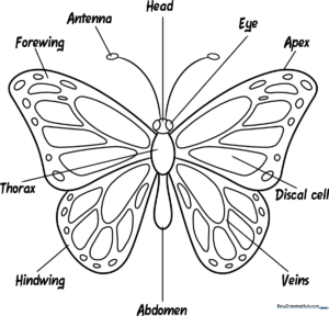 Educational butterfly anatomy diagram showing the head, thorax, abdomen, and wings, designed as a clear coloring page for children.