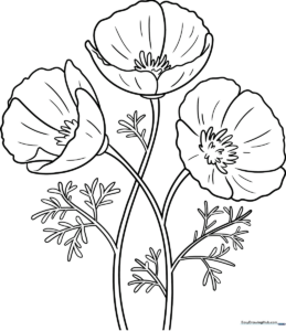 Black and white line art of a California Poppy flower with four wide, silky petals and a slender stem, ready for coloring.