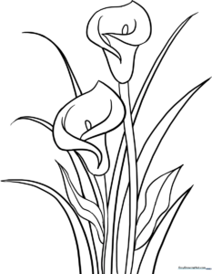 Black and white line art of a single Calla Lily flower with a curved spathe and central spadix, designed for children to color.