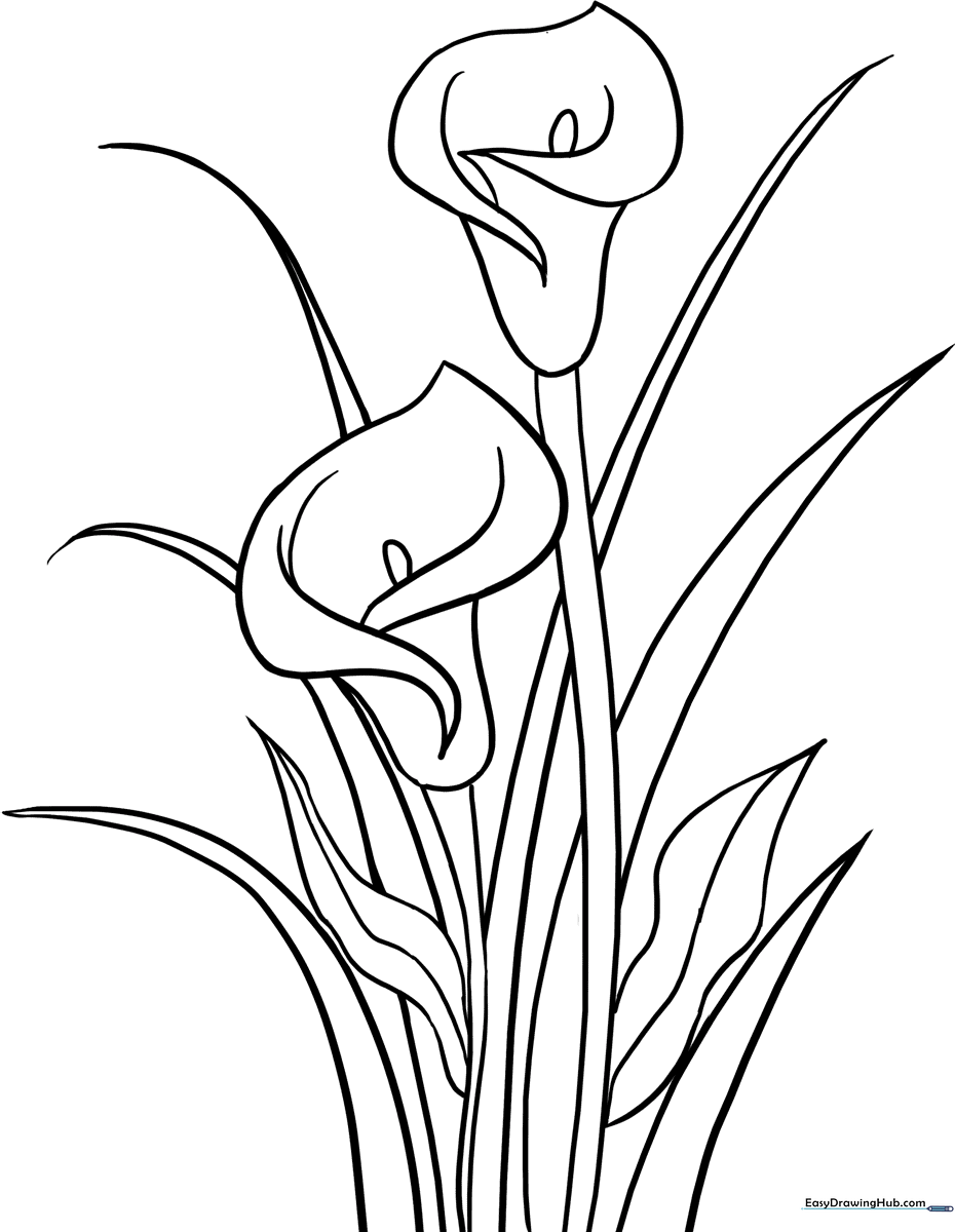 Black and white line art of a single Calla Lily flower with a curved spathe and central spadix, designed for children to color.