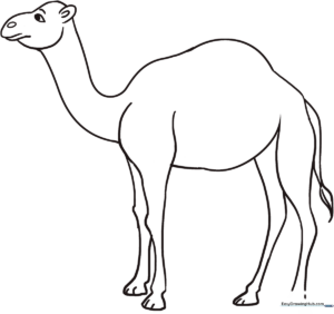 A friendly cartoon camel with a distinct hump, standing in profile, featuring bold outlines for easy coloring by children.