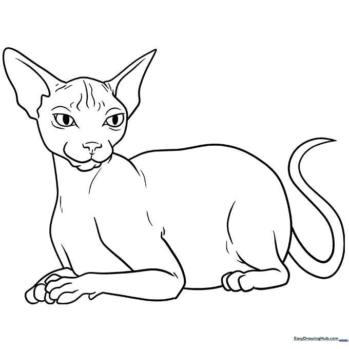 Sphynx Cat Coloring Sheet