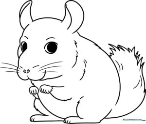 Black and white line art of a cute, fluffy chinchilla sitting upright, designed for children to color with markers or crayons.