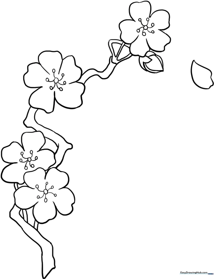 Cherry Blossoms