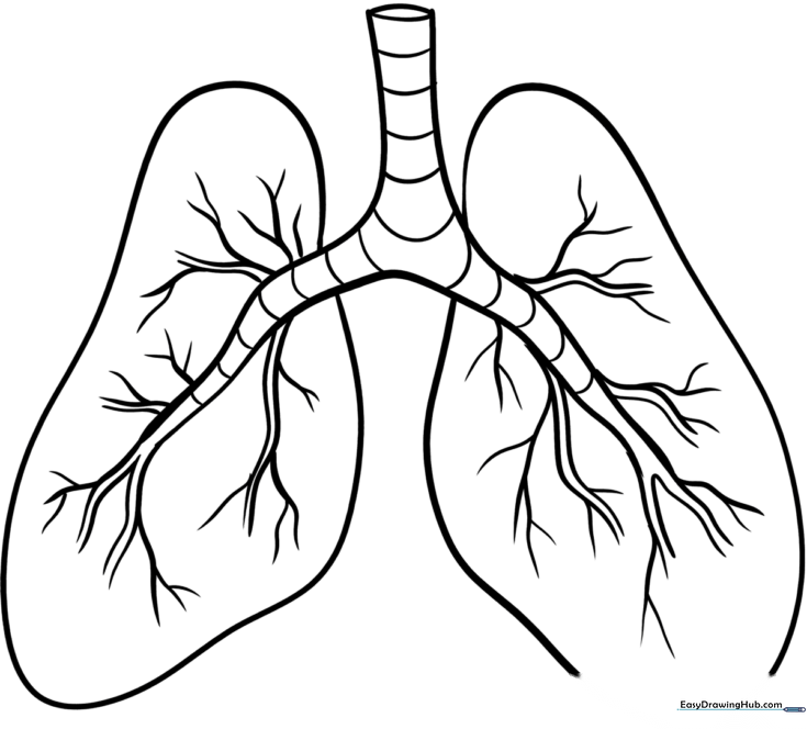 Lungs