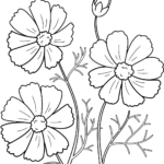 Black and white line art of a Cosmos flower with delicate petals and a central seed head, designed for children's coloring practice.