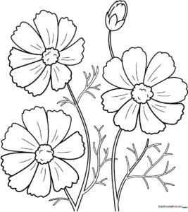 Black and white line art of a Cosmos flower with delicate petals and a central seed head, designed for children's coloring practice.