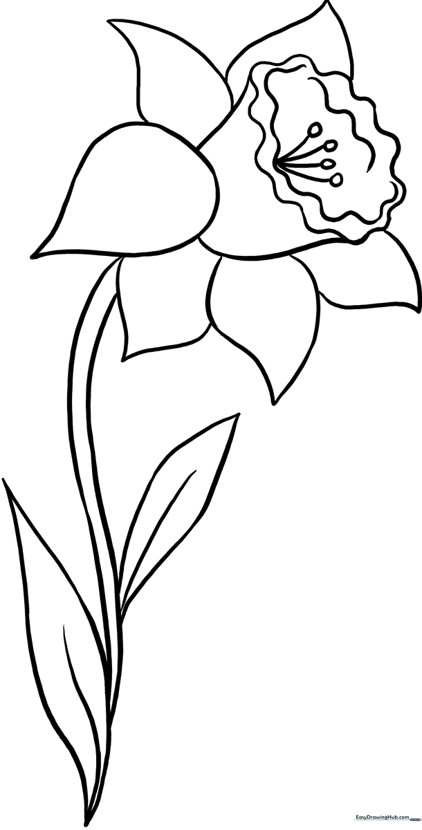 Black and white line art of a single daffodil flower with a trumpet center and long, slender leaves, ready for coloring.