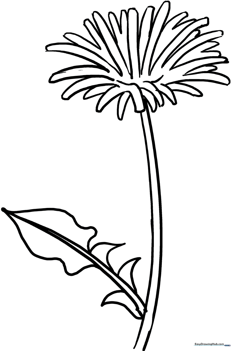 Black and white line art of a dandelion flower with jagged petals and a long stem, ready for children to color.