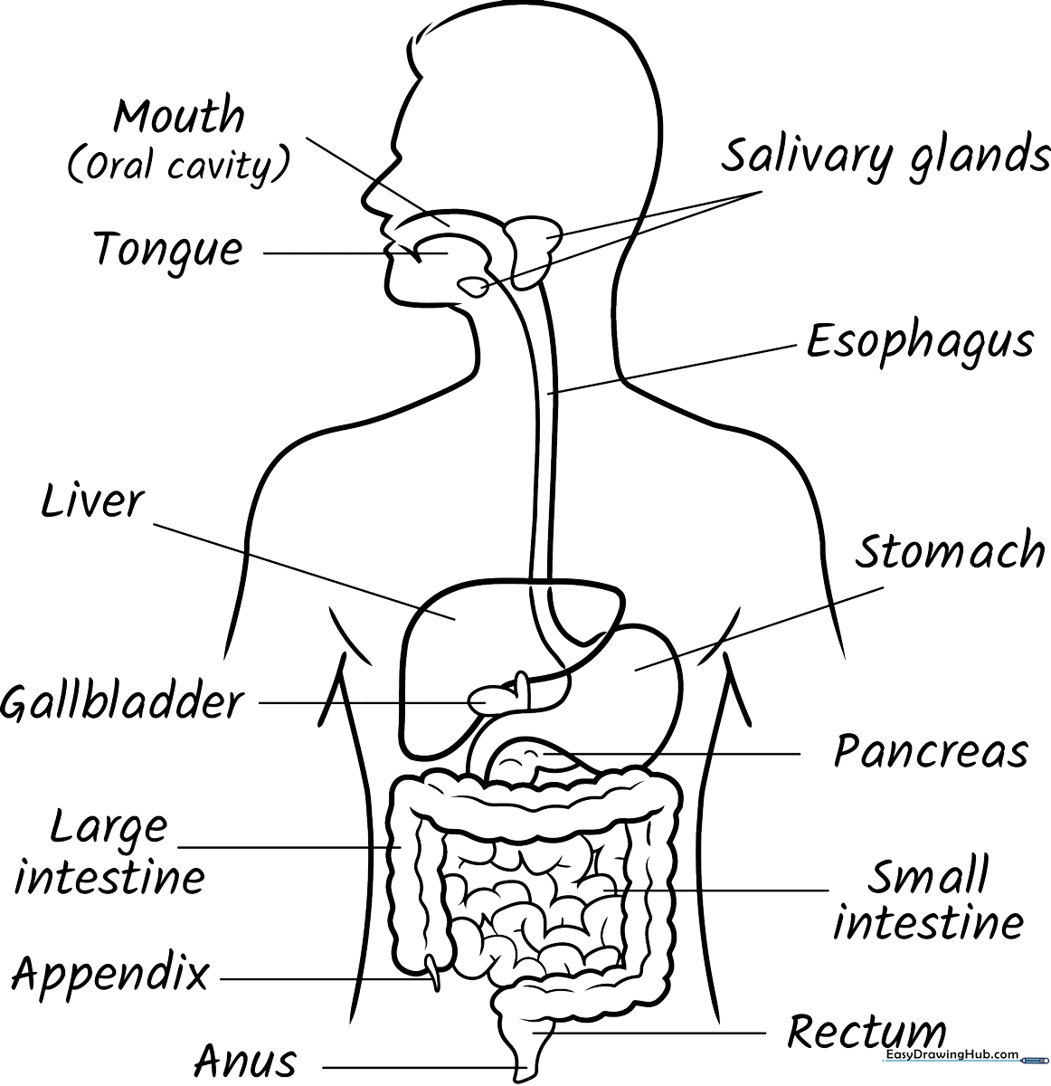 Educational digestive system diagram for children featuring labeled outlines of the esophagus, stomach, and intestines for coloring.