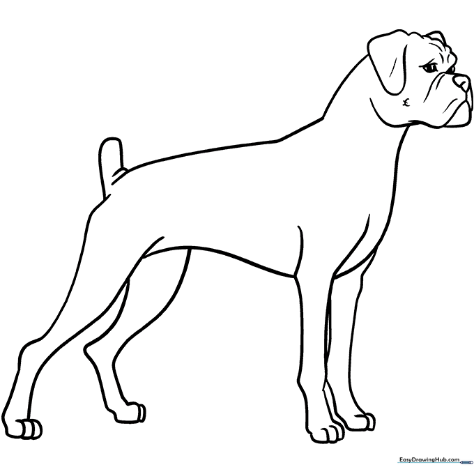 Boxer Dog Coloring Sheet