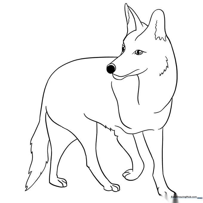 Coyote Coloring Sheet